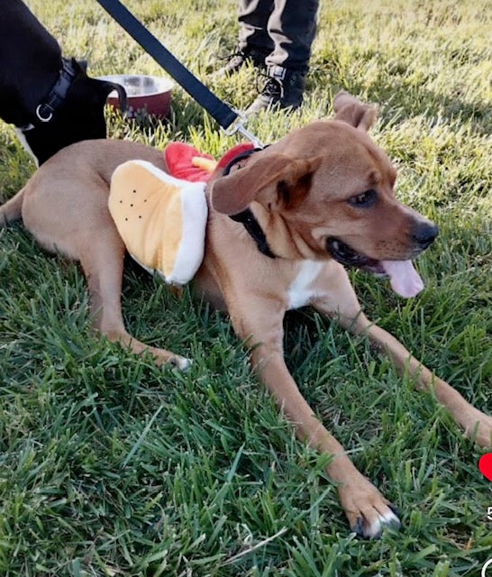 Copper - Special Needs