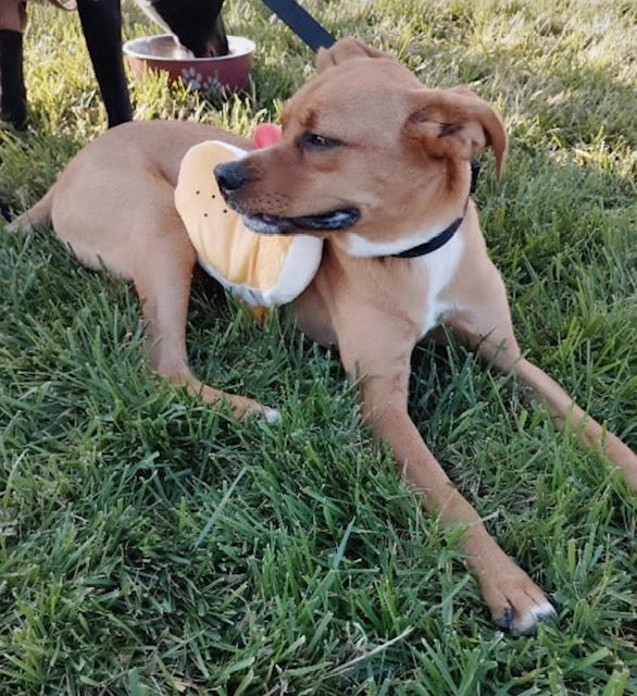 Copper - Special Needs