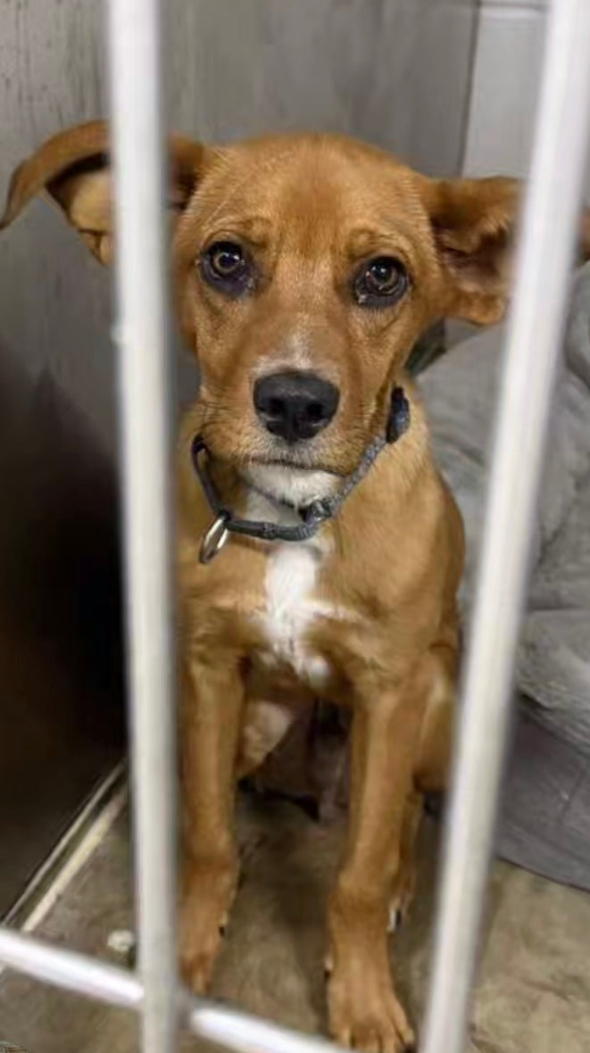 Copper - Special Needs