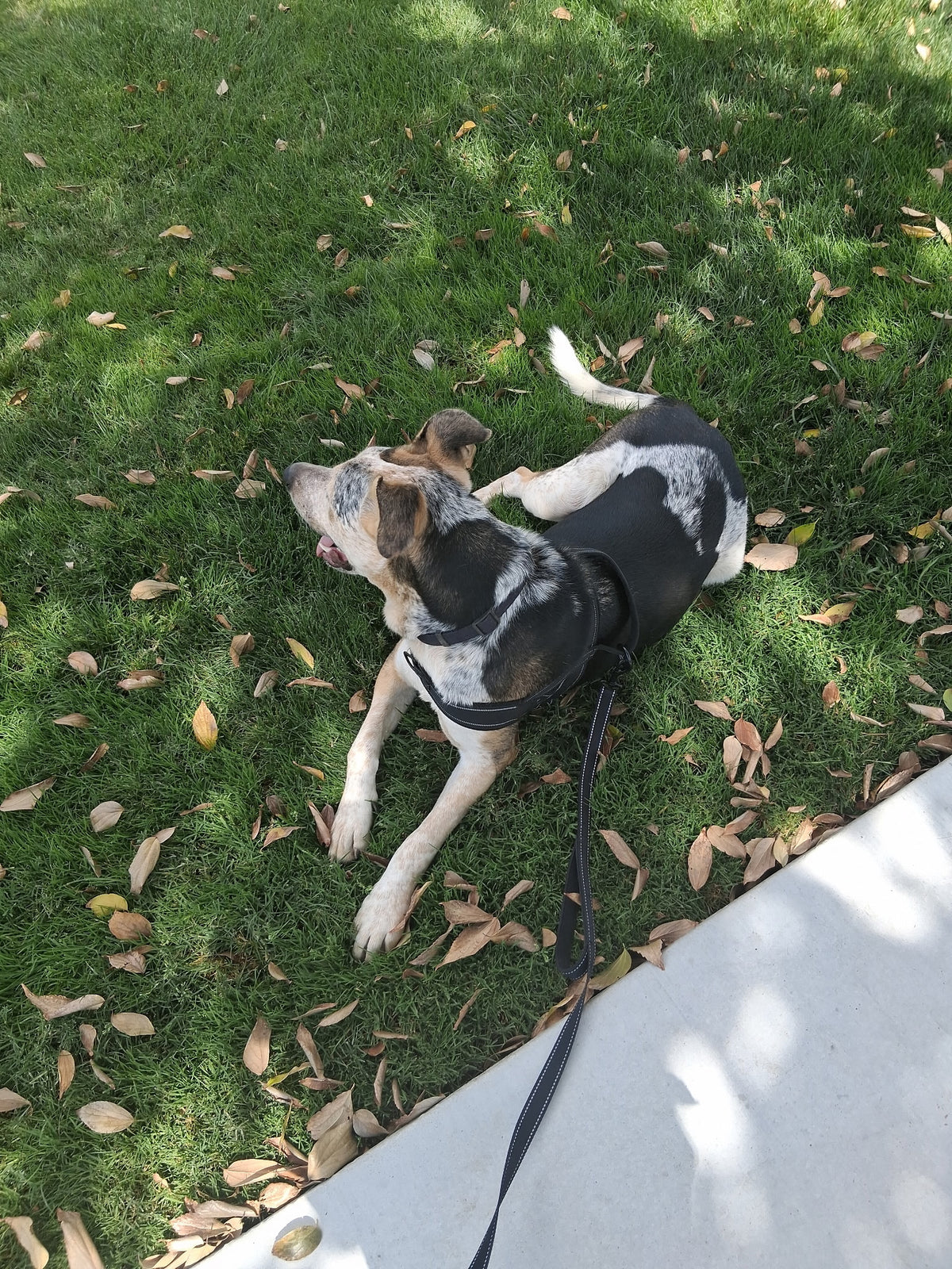 OREO