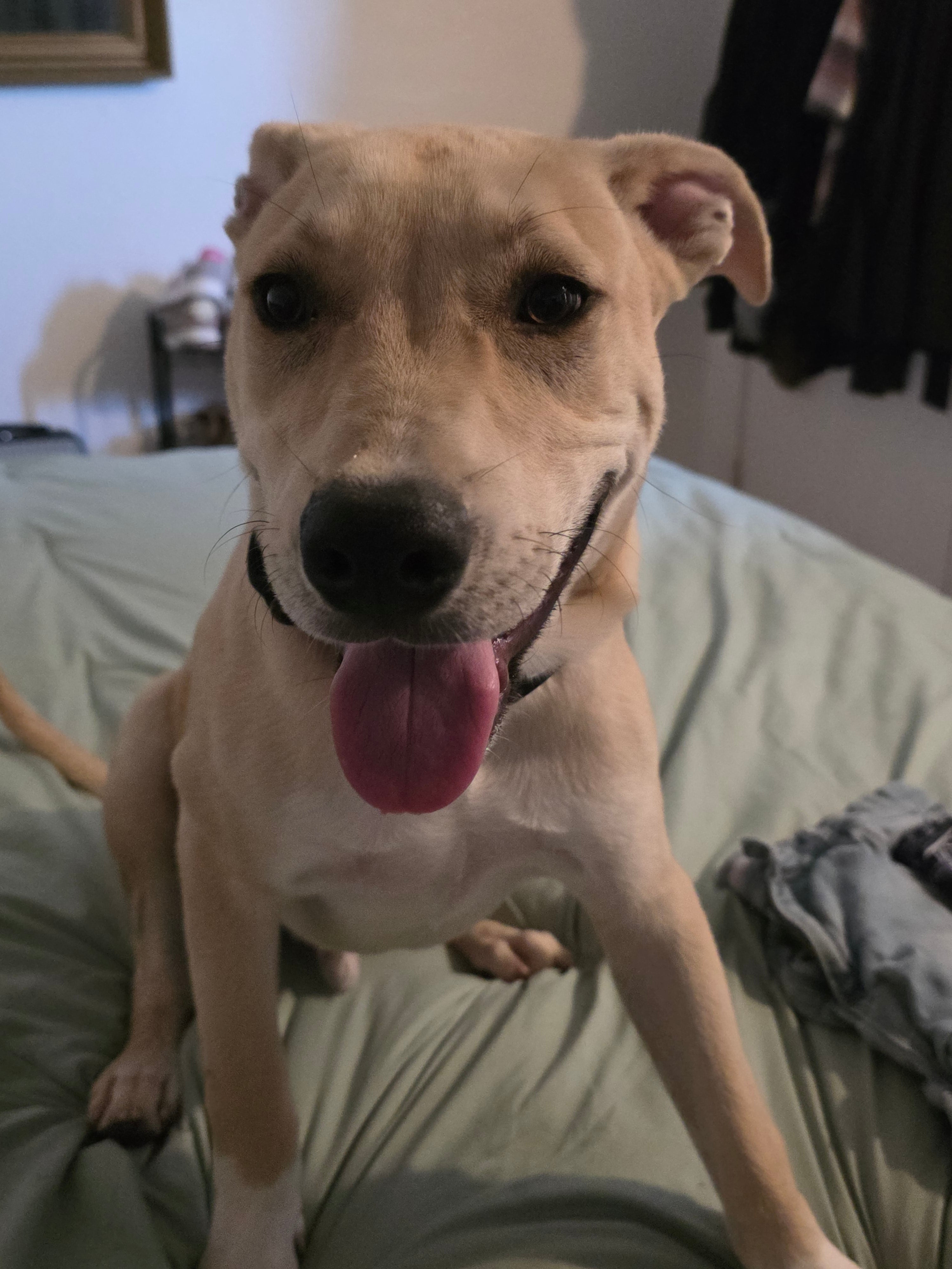 Chico