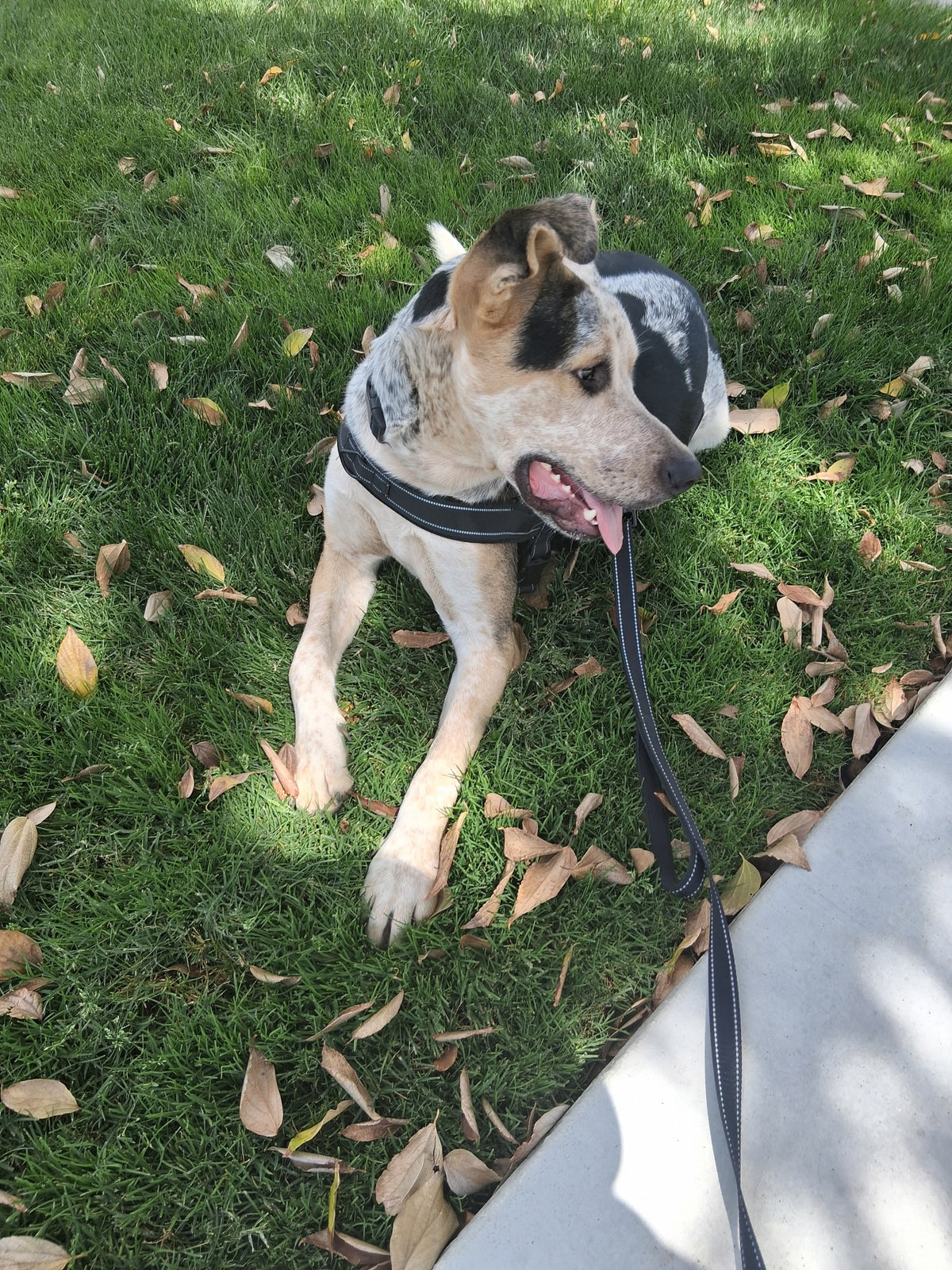 OREO