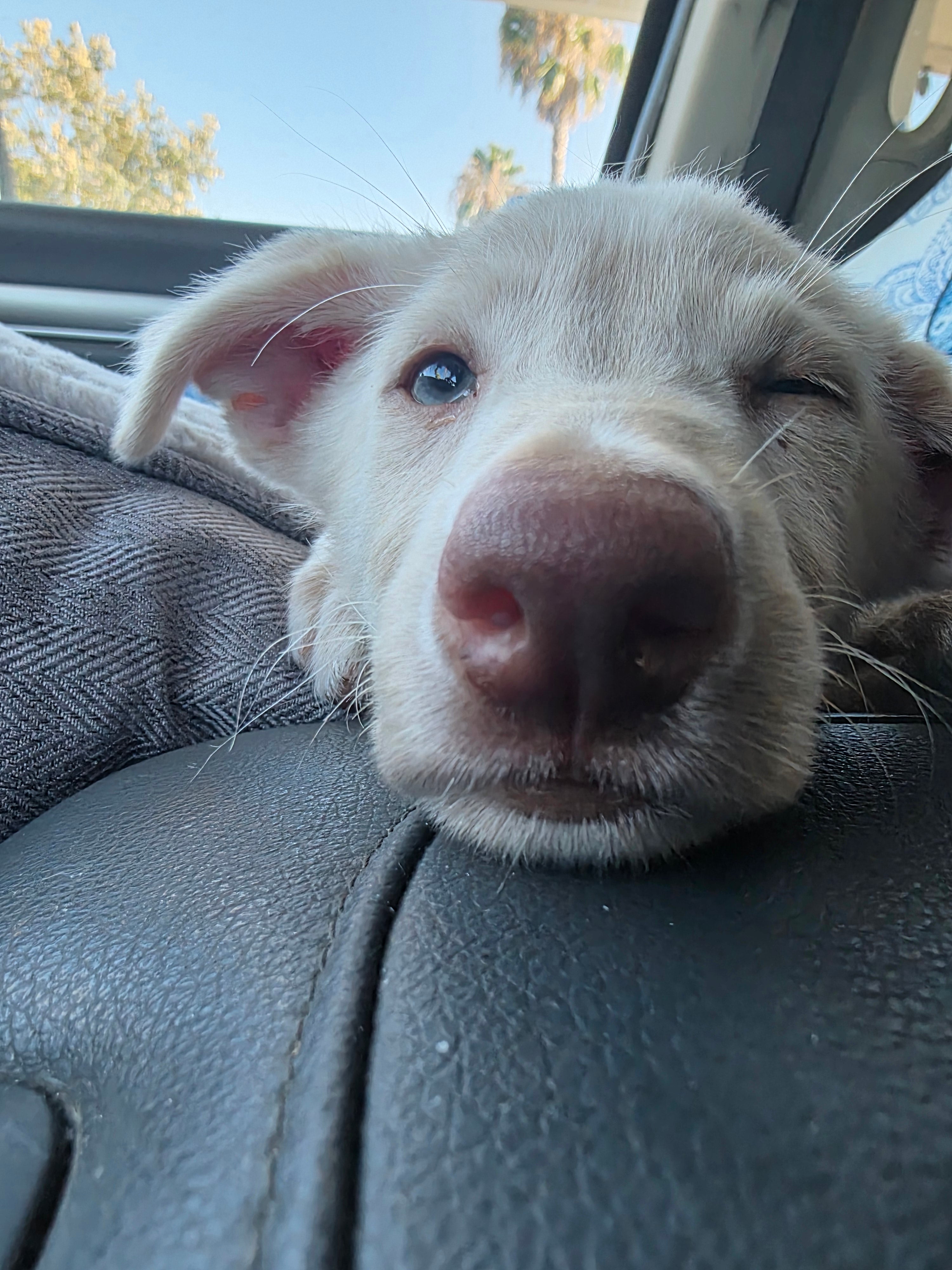 Penny
