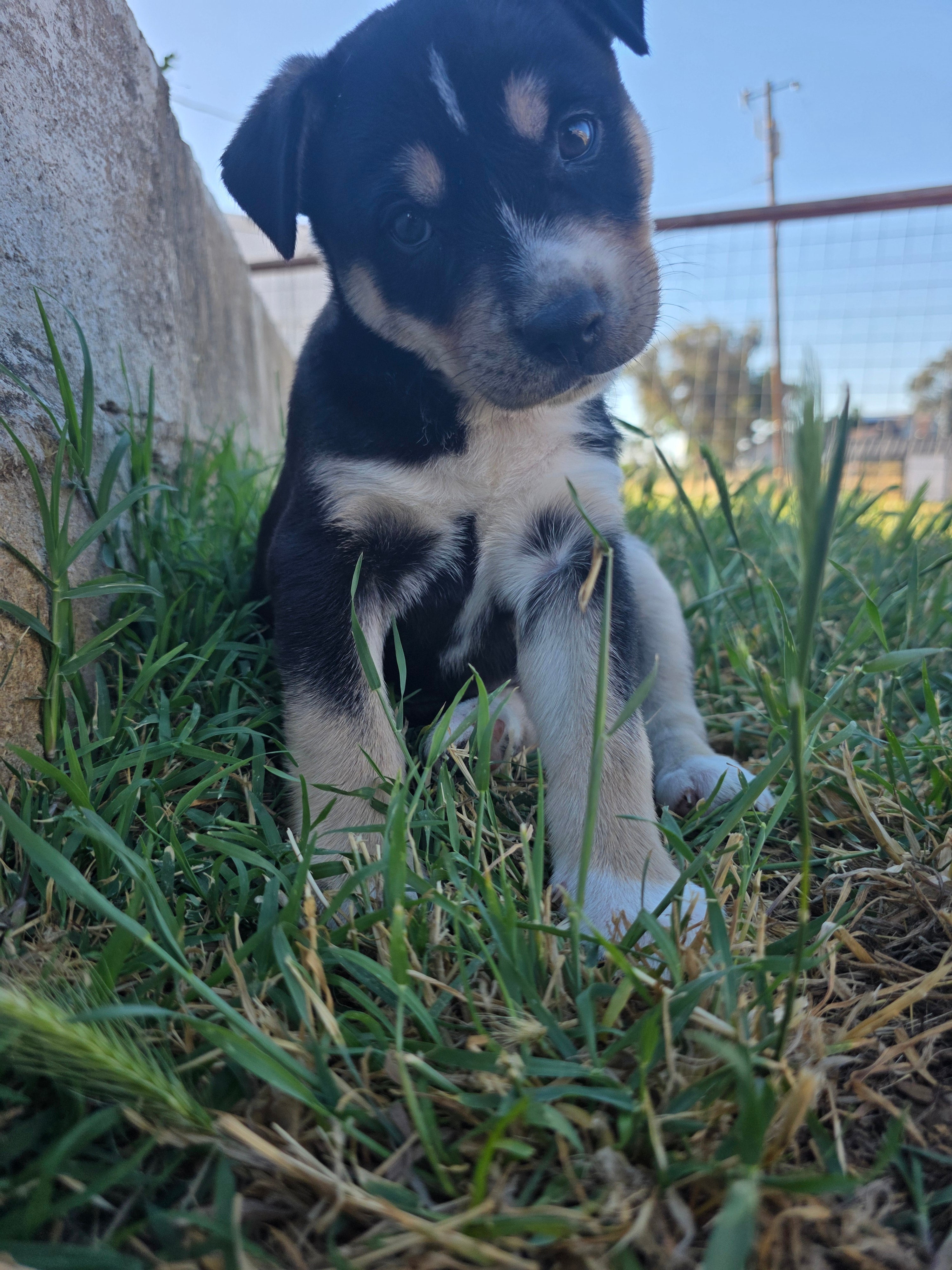 Athena