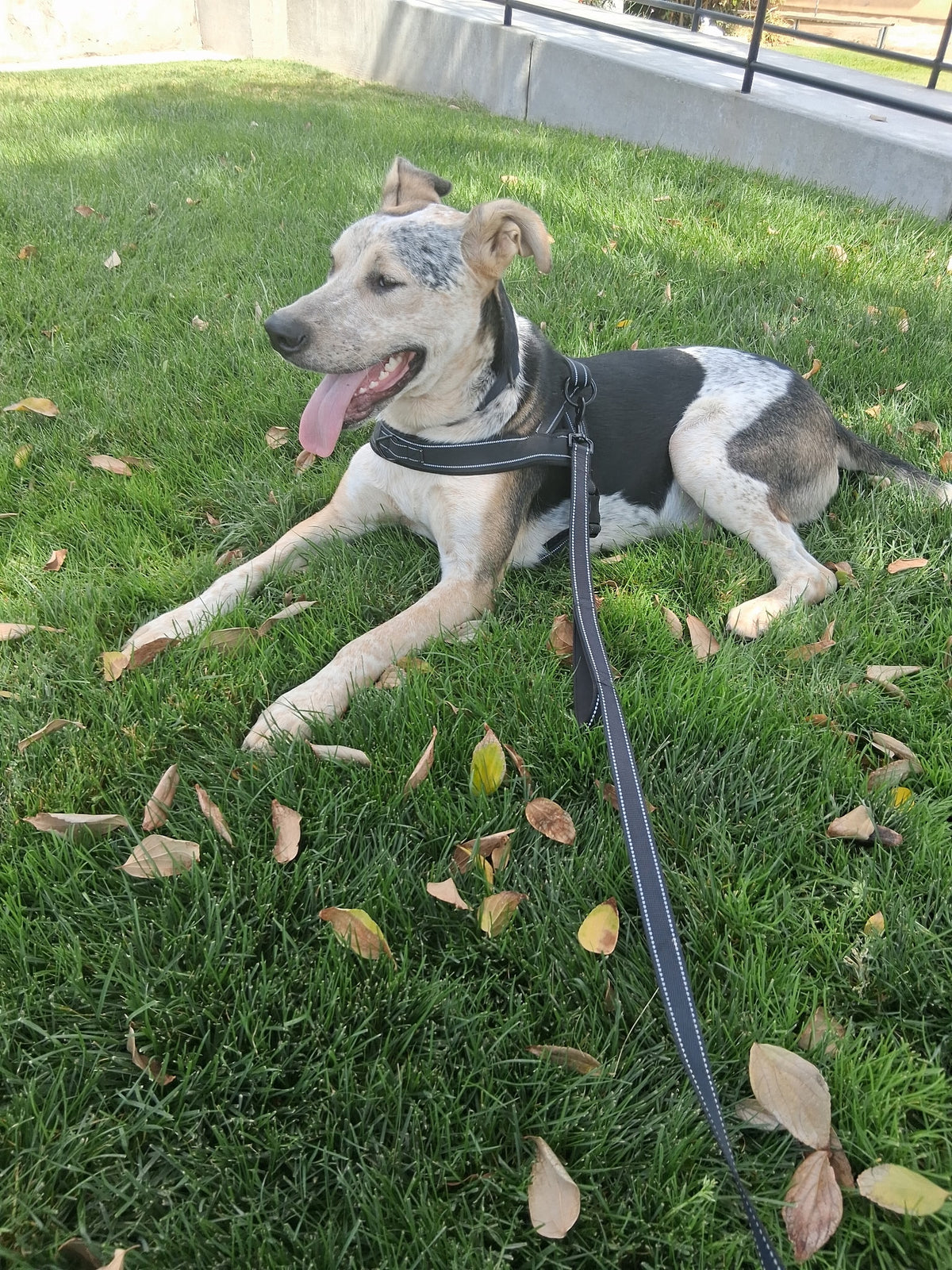 OREO