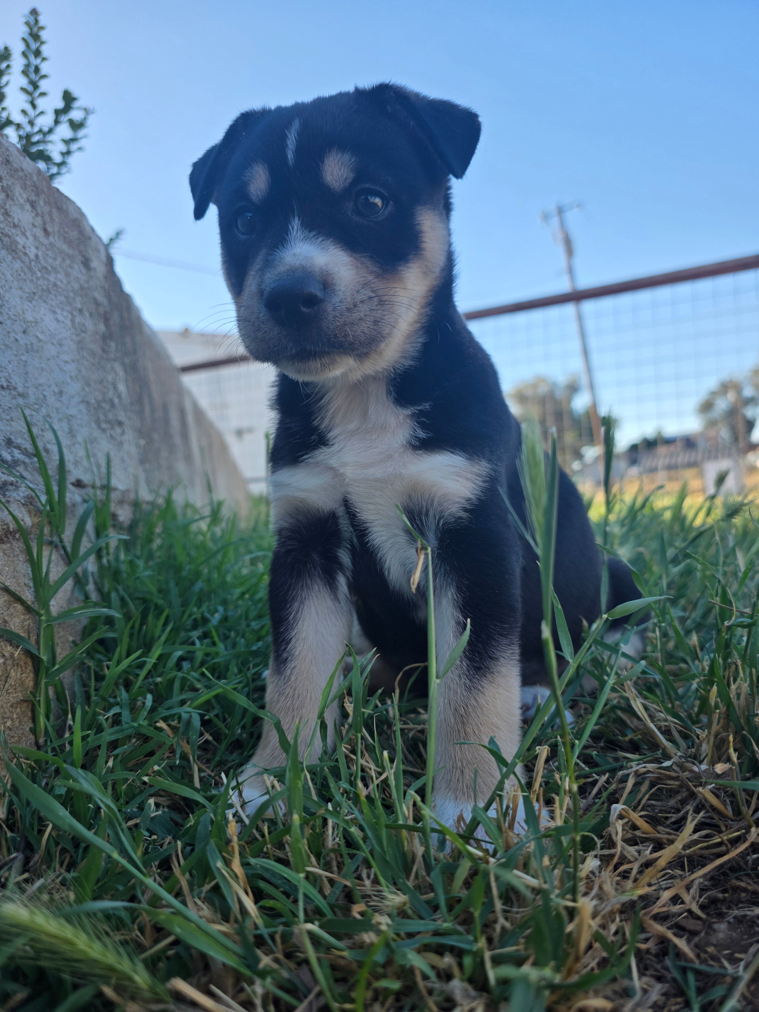 Athena