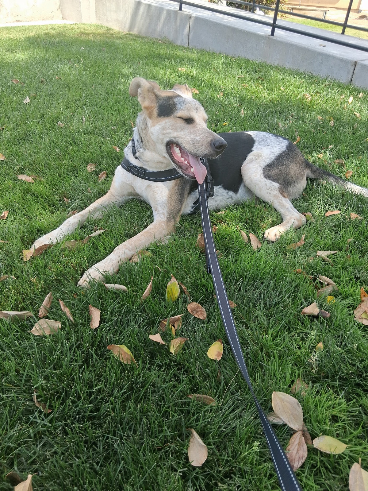 OREO