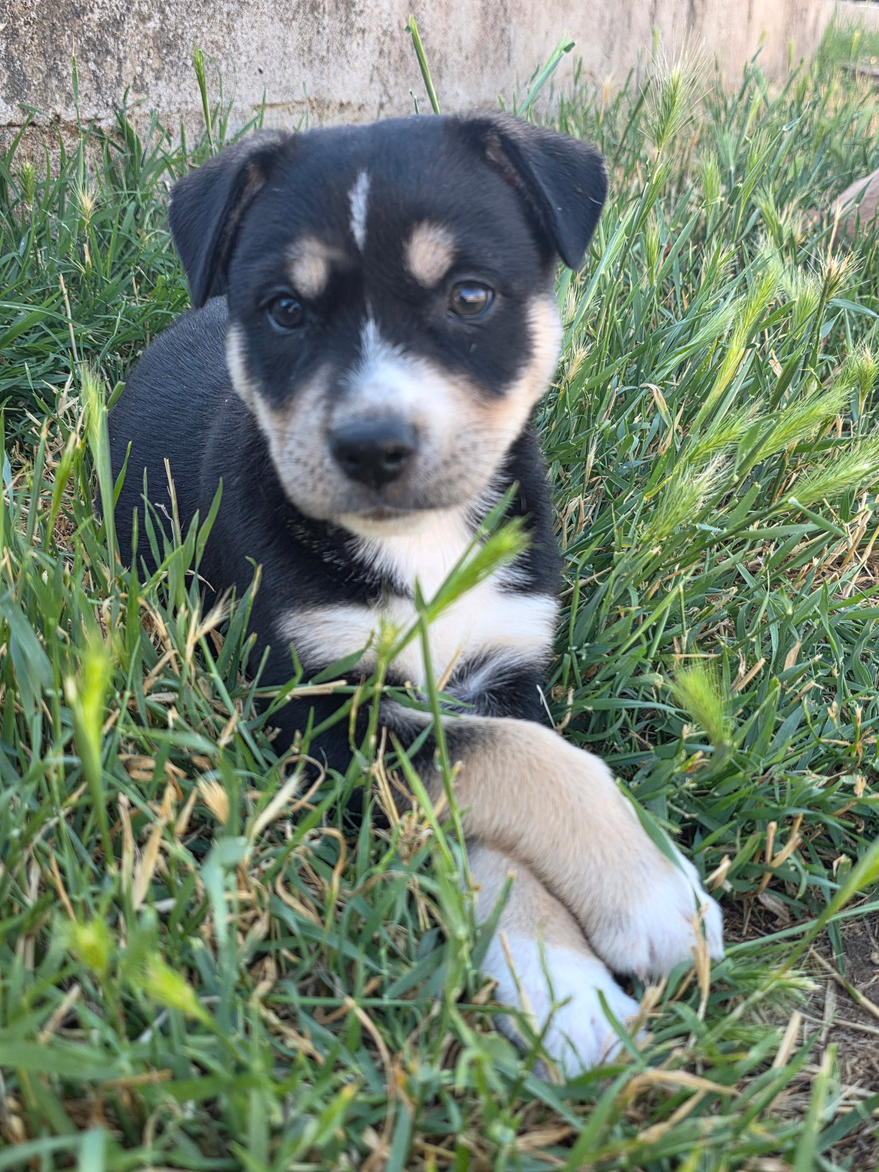 Athena
