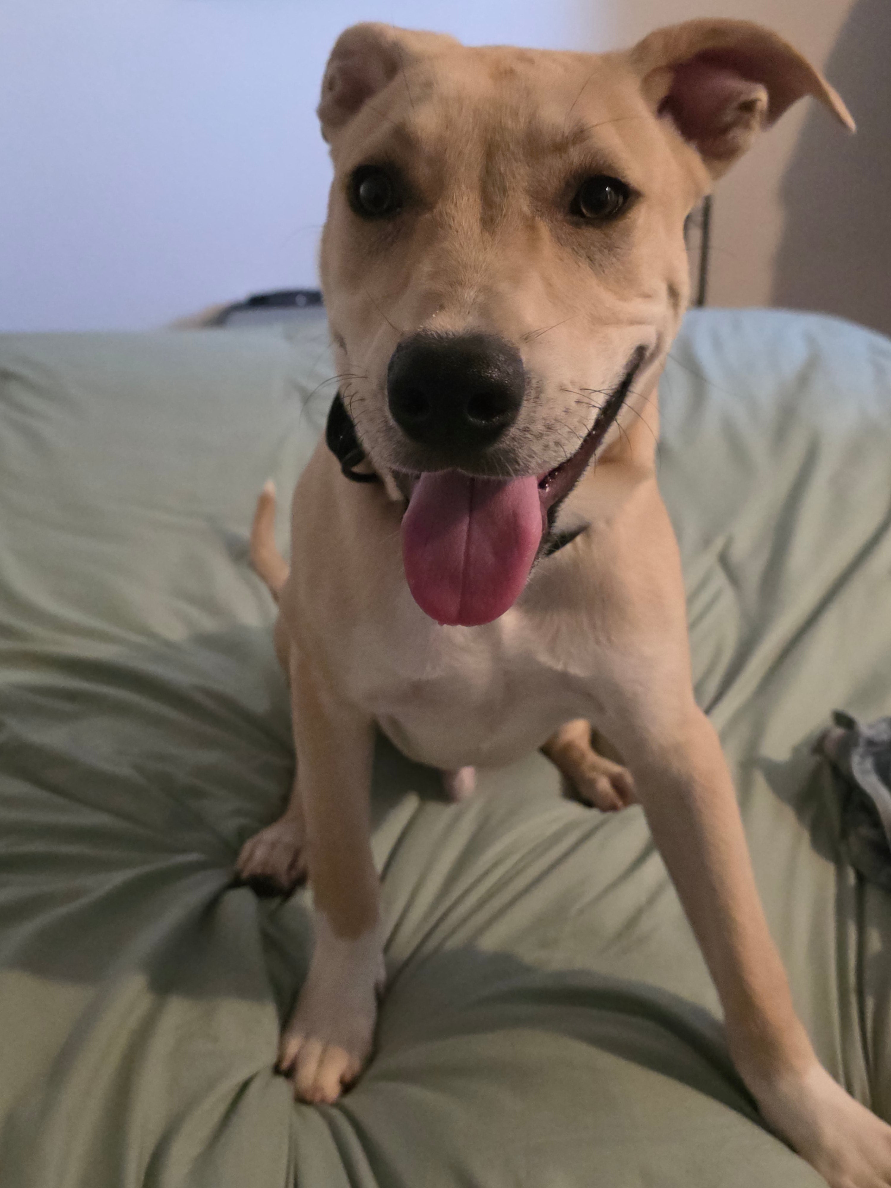 Chico
