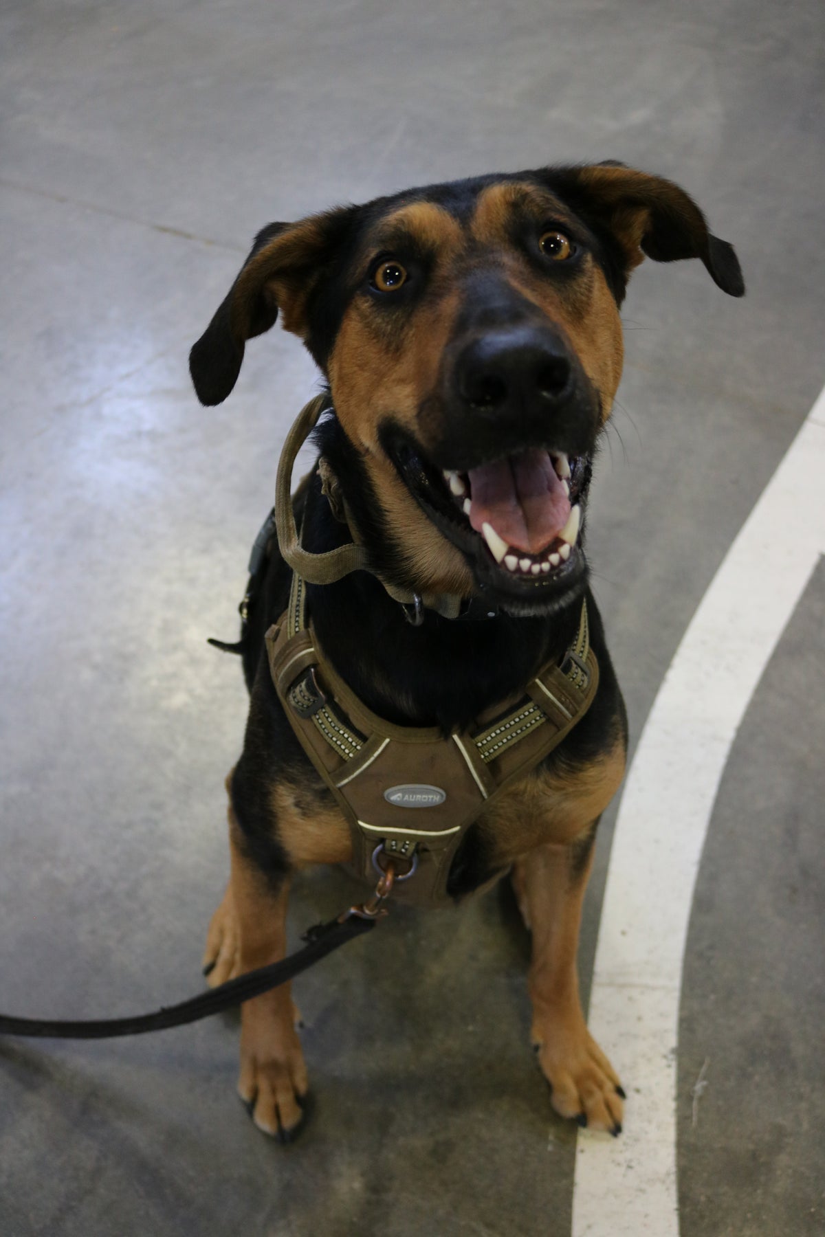 Rufus