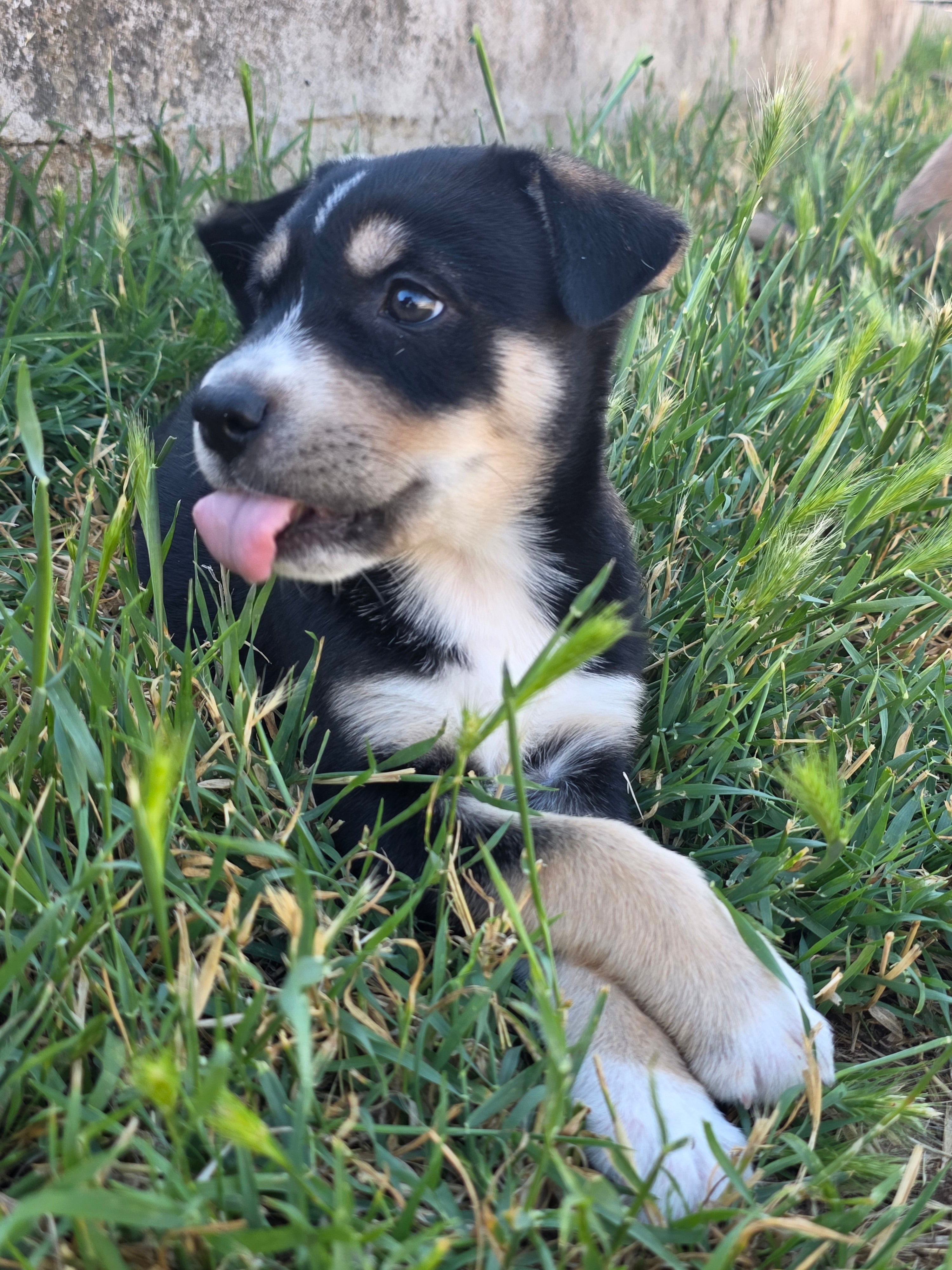 Athena
