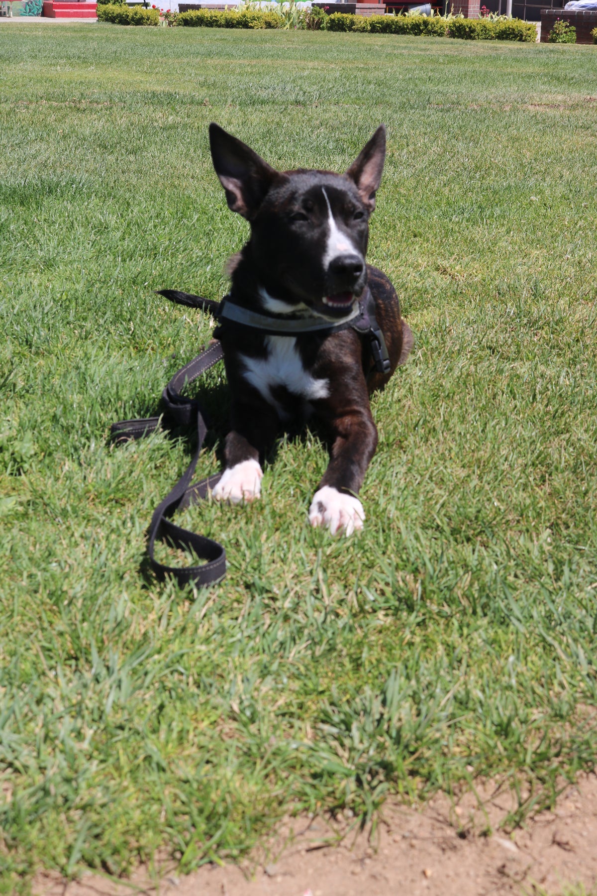 Frankie