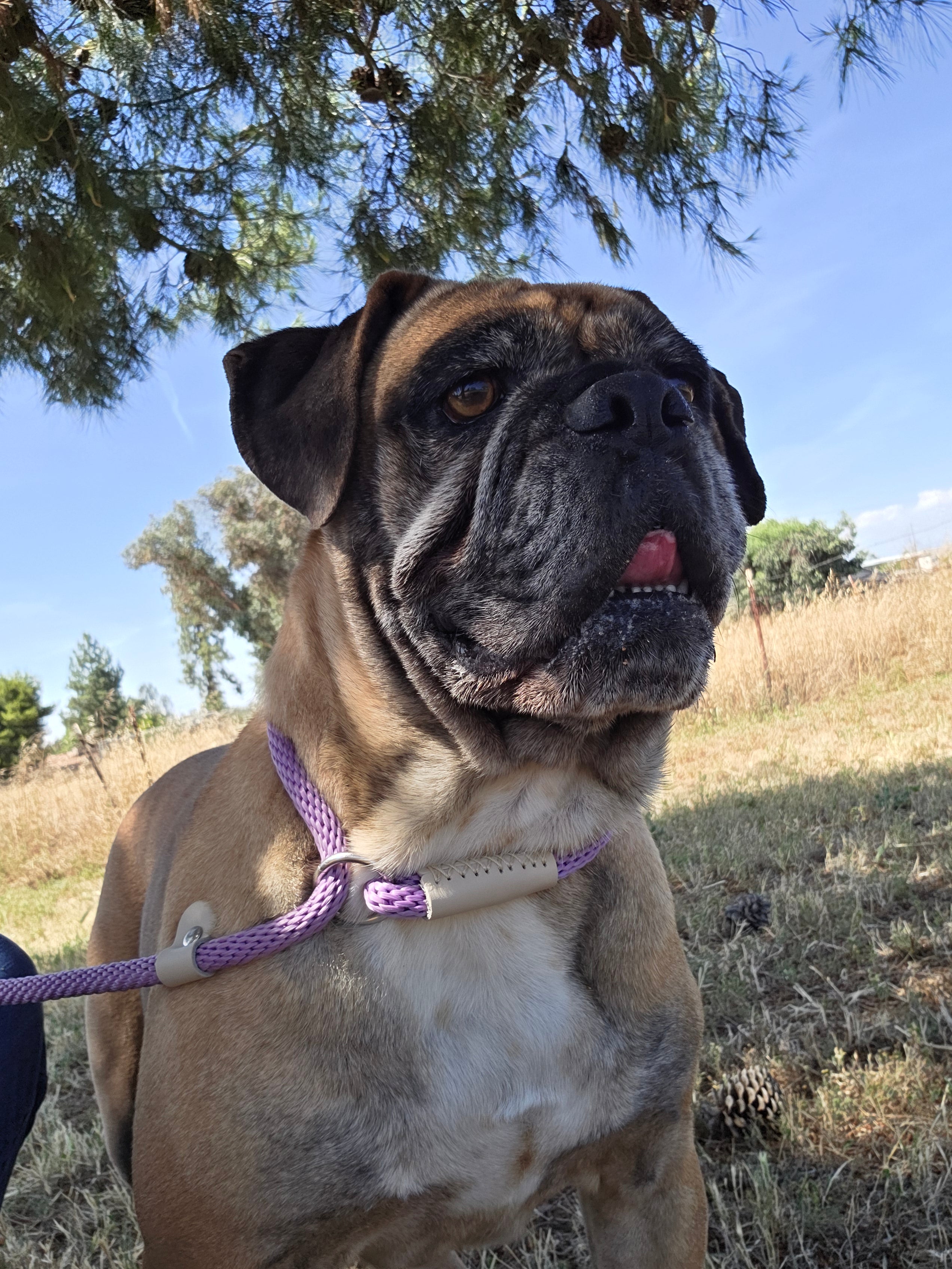 Dora