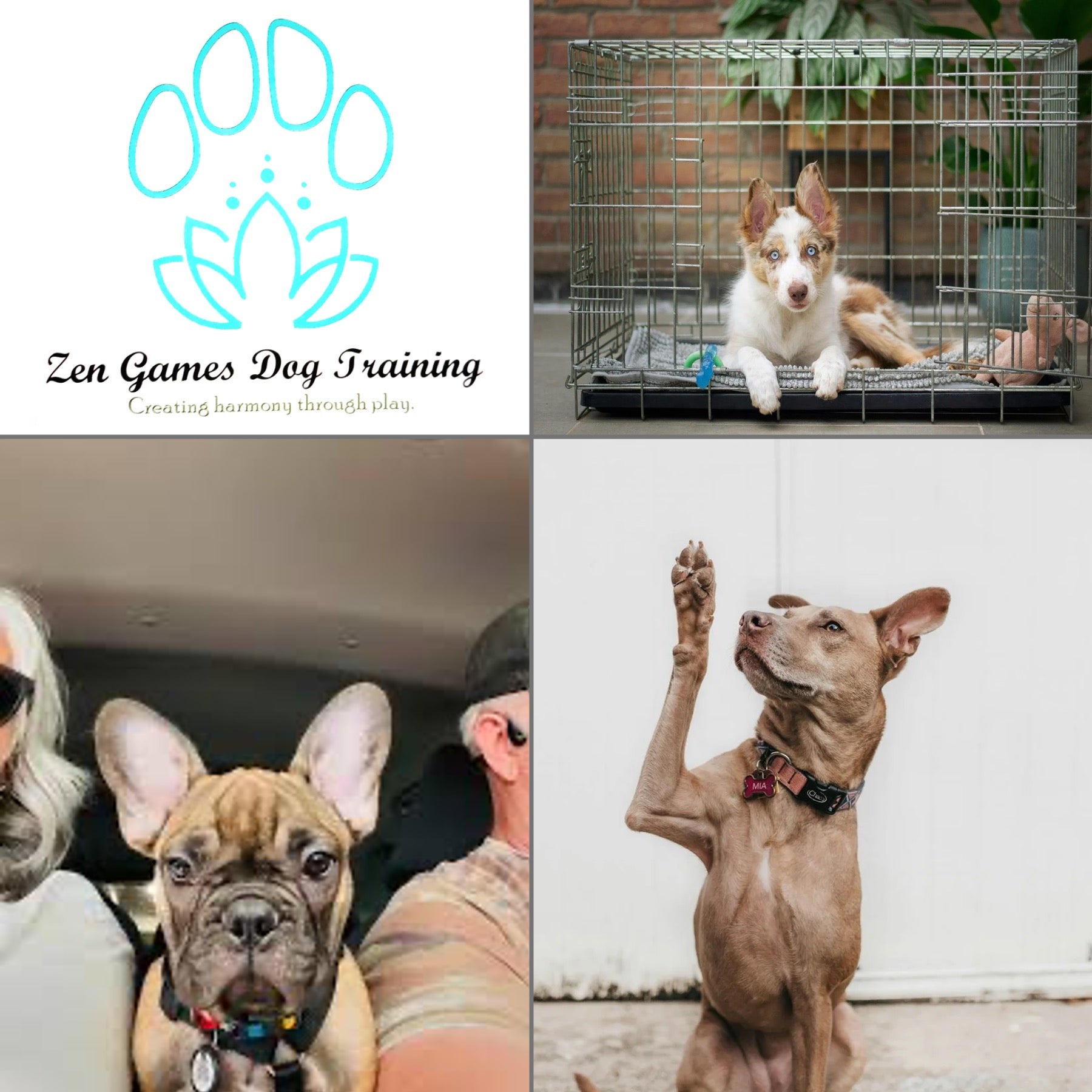 Behavior Consultation Session via Zoom with Certified Dog Trainer Vona Darnell