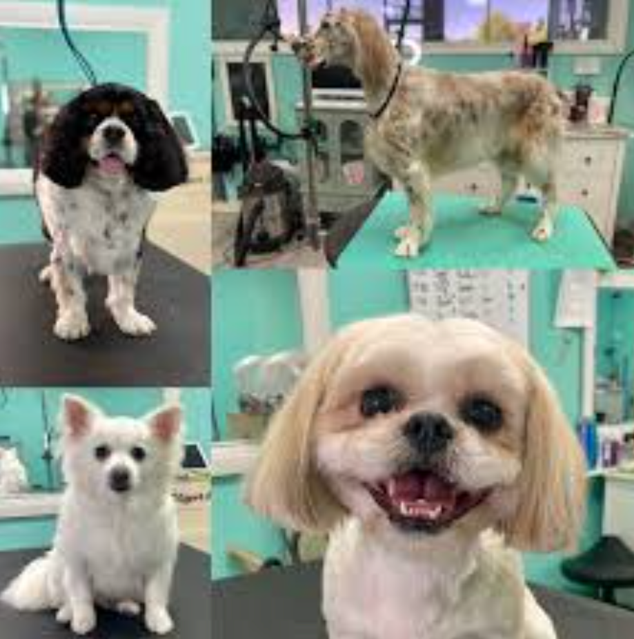 Six Nail Trimming Services at Trim & Proper Grooming