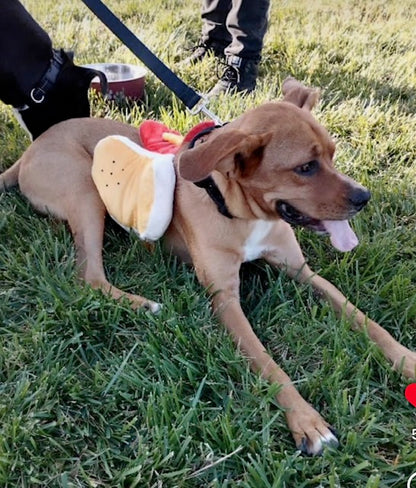 Copper - Special Needs