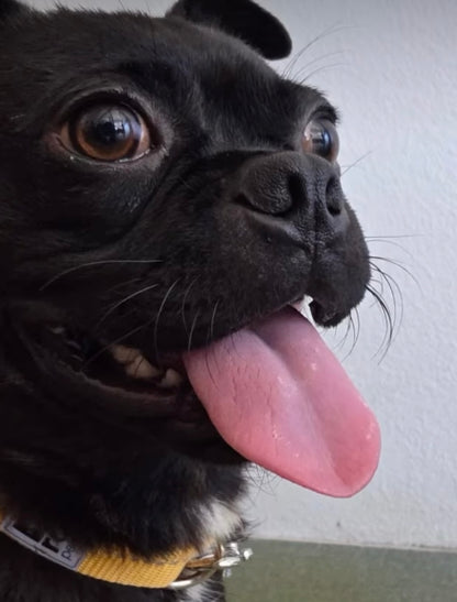 Pugsly