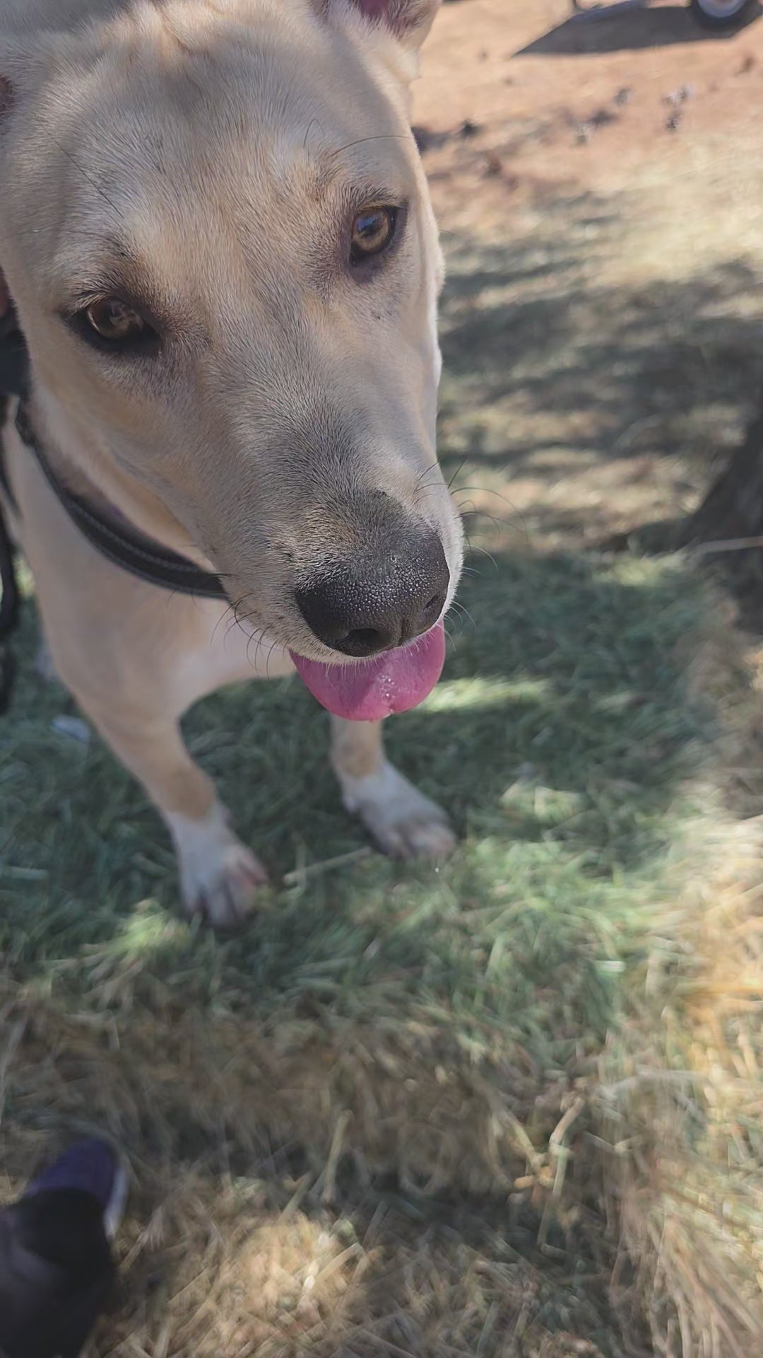 Chico