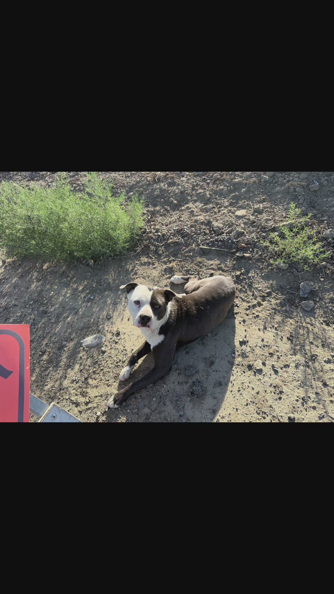 Mister Bandit