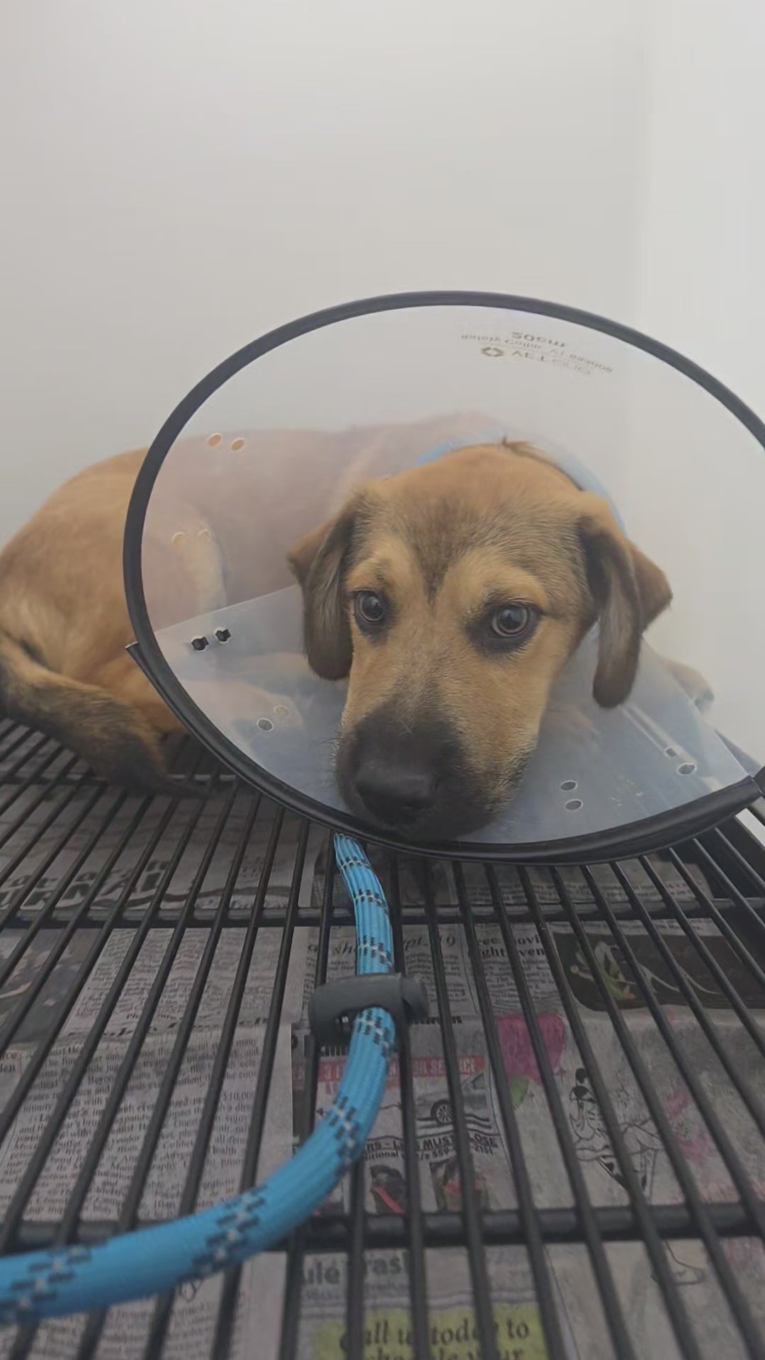 Load video: Tucker