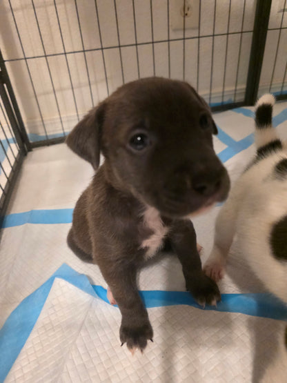 Remi