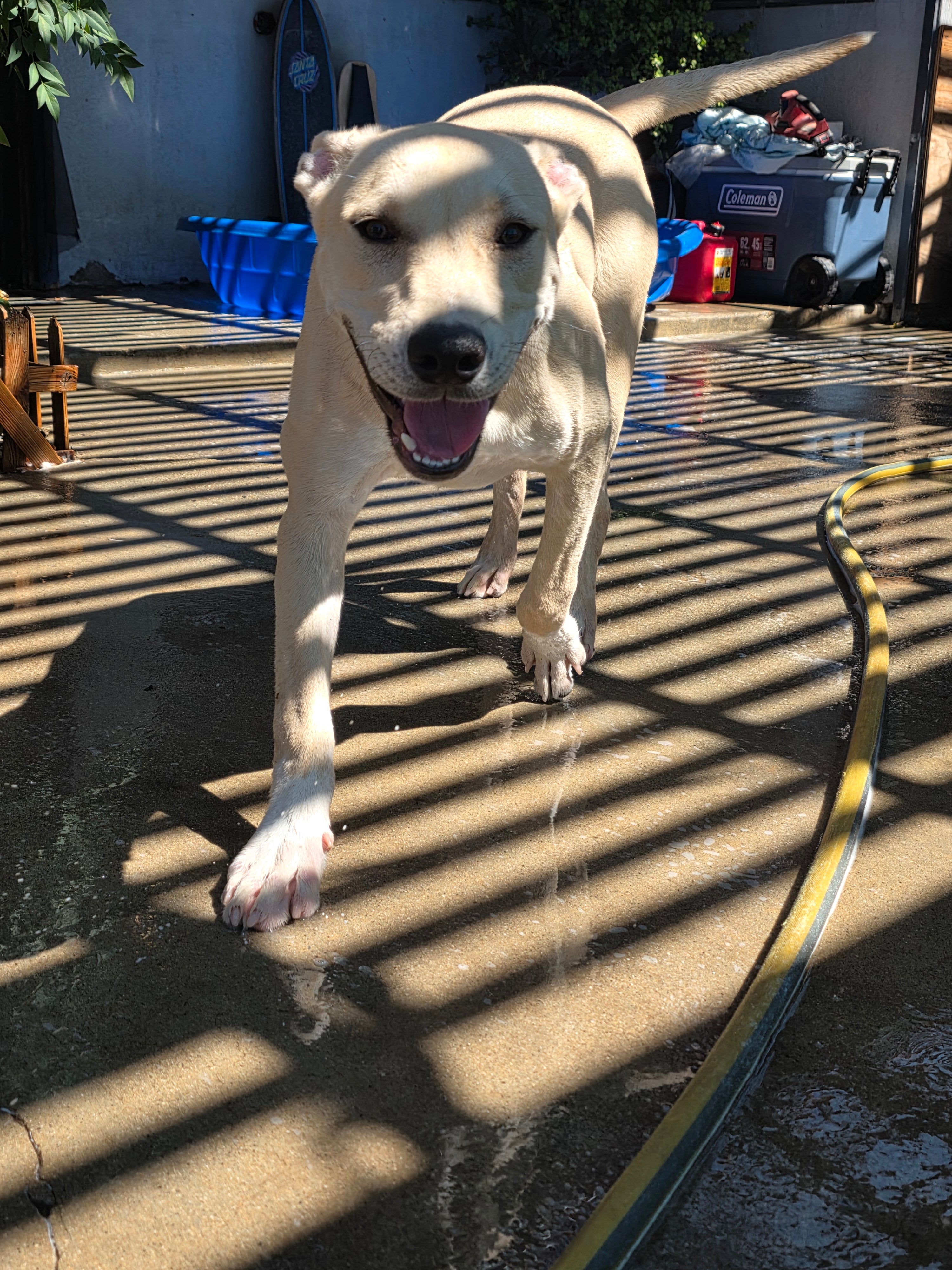 Chico