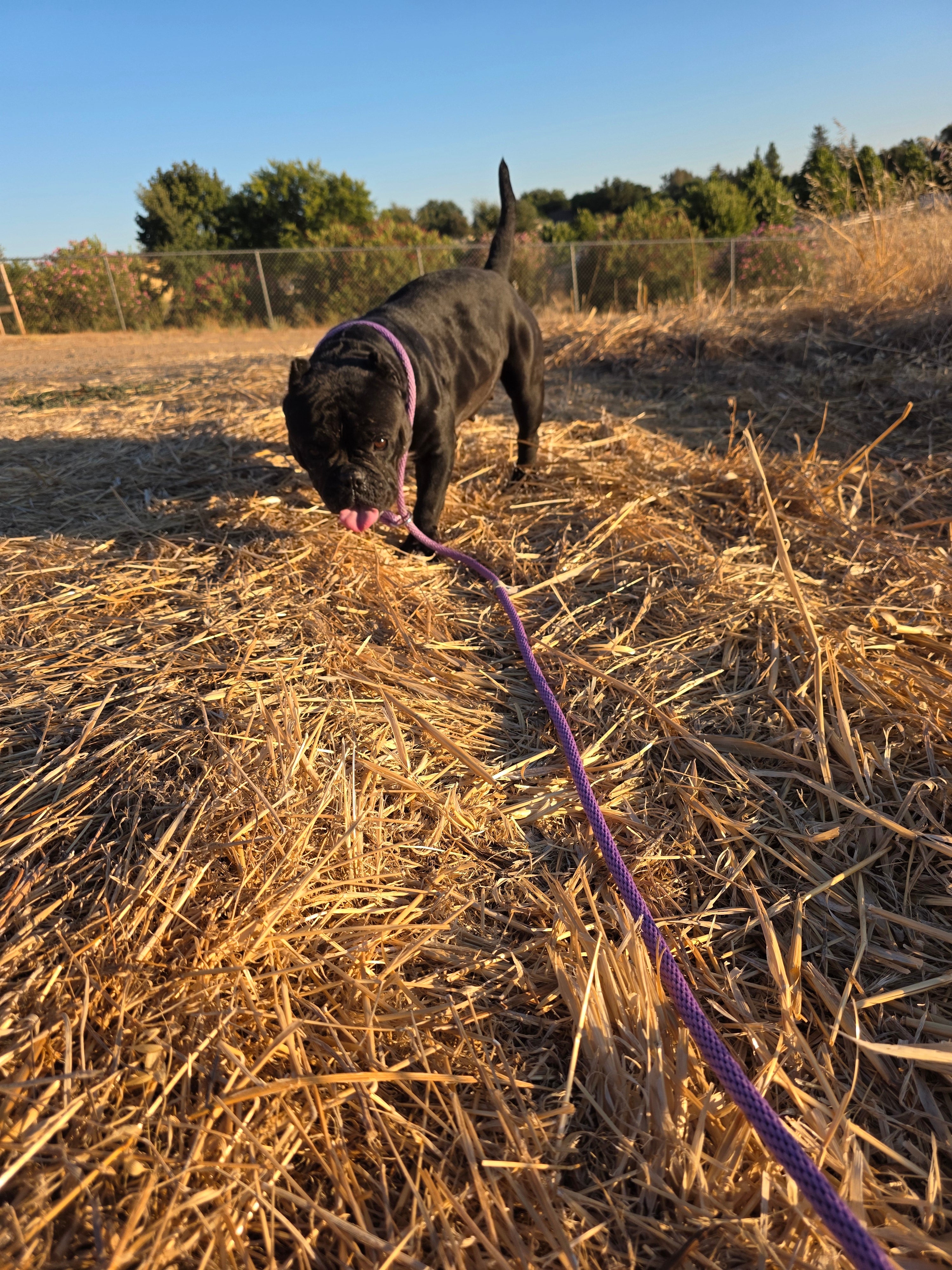 Sophia