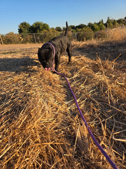 Sophia