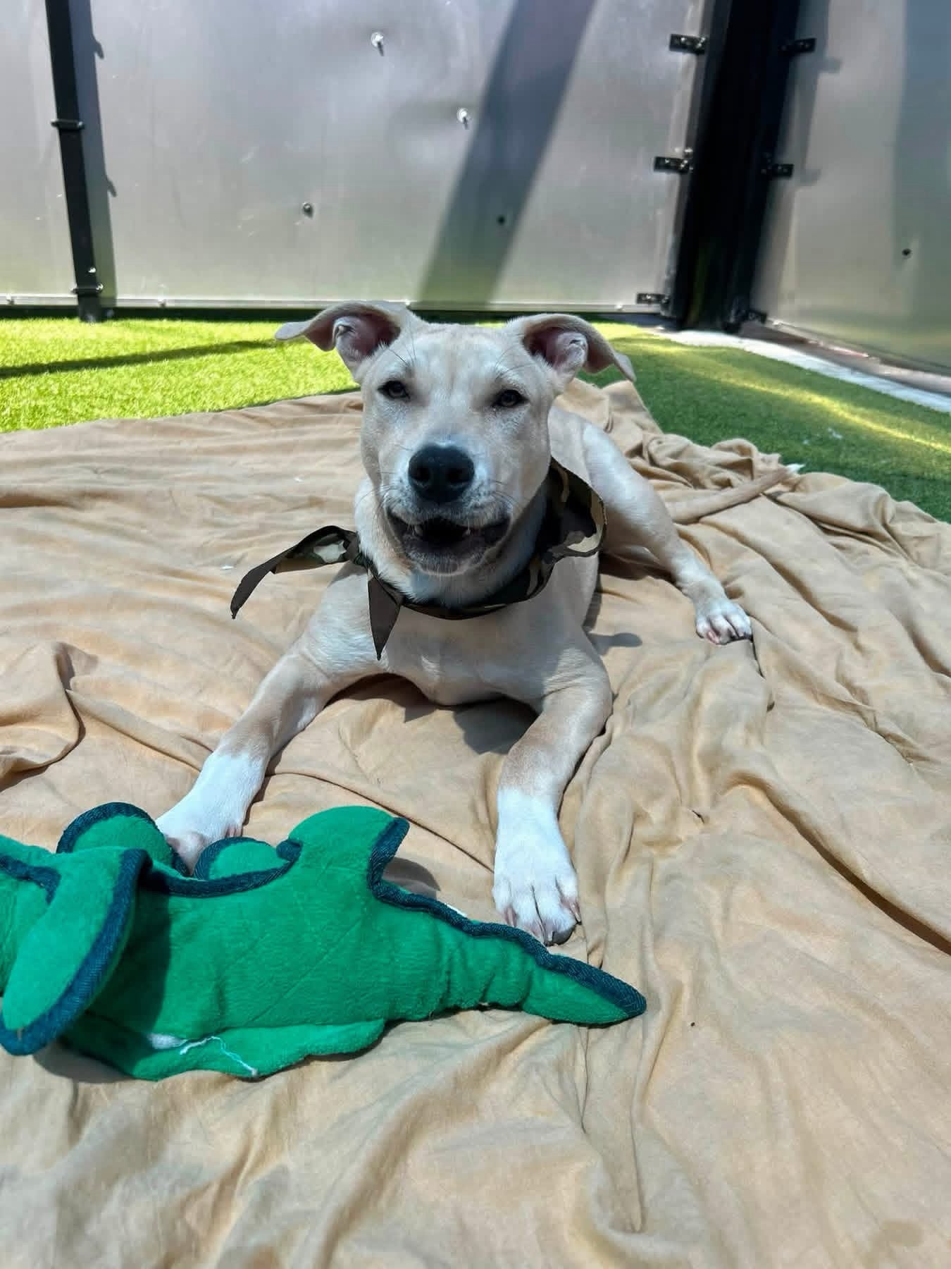 Chico