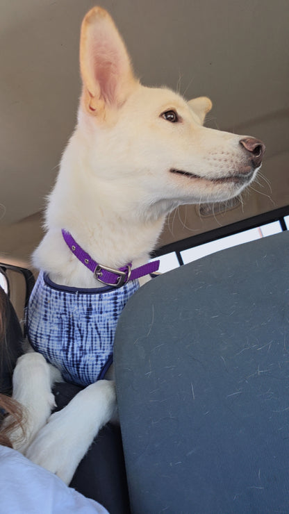 Sasha