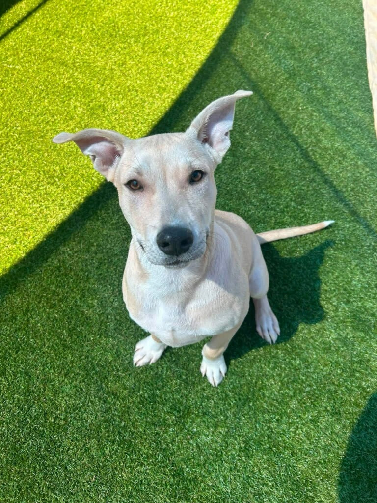 Chico