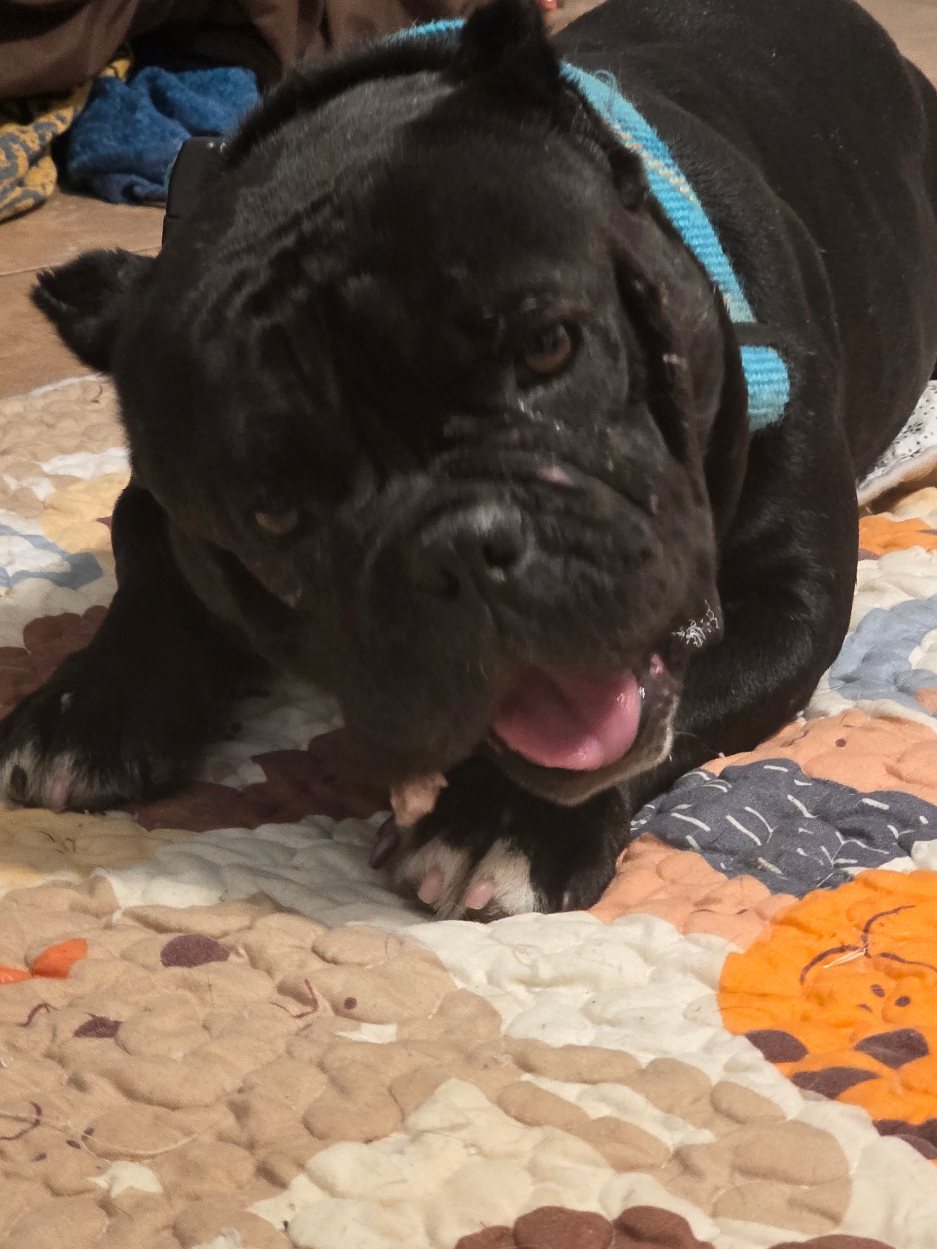 Sophia