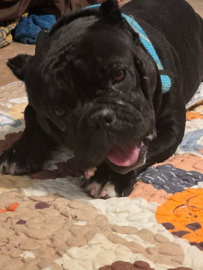 Sophia