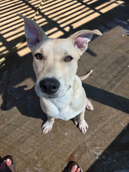 Chico