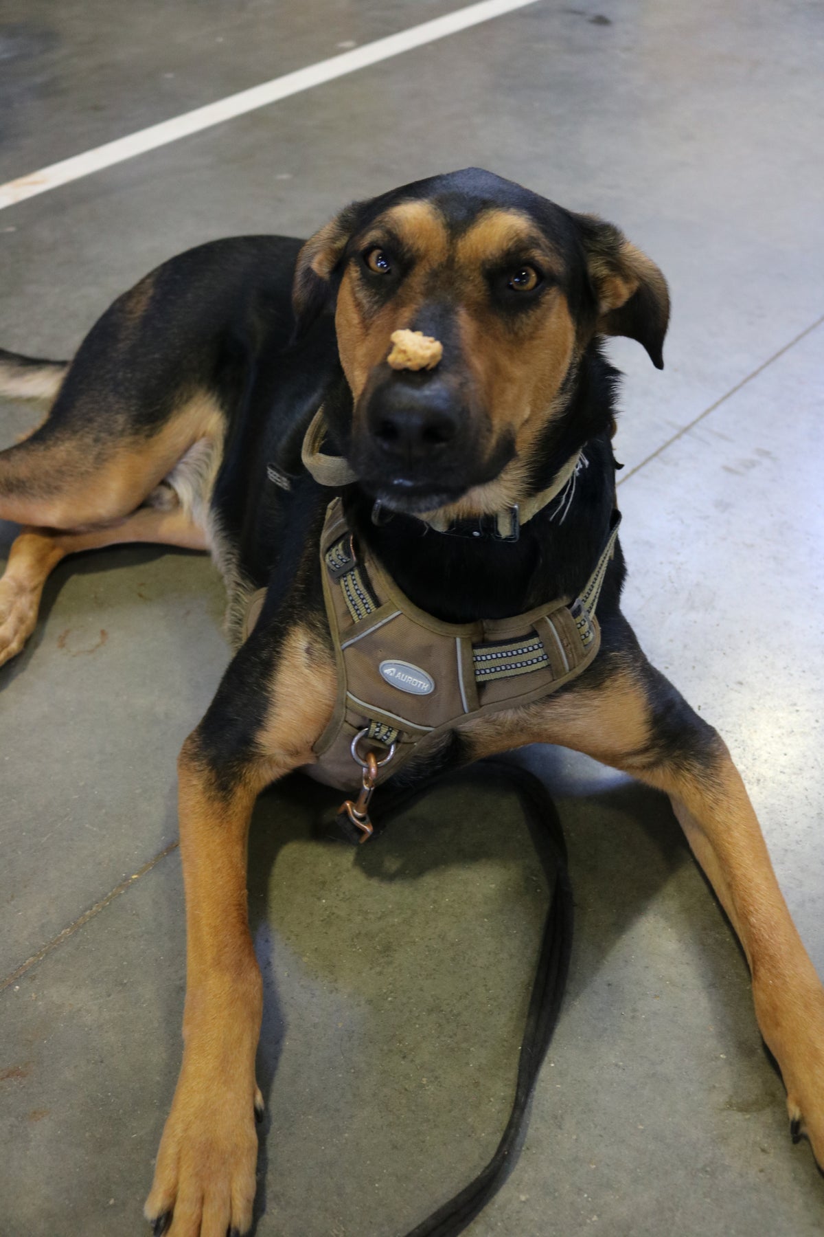 Rufus
