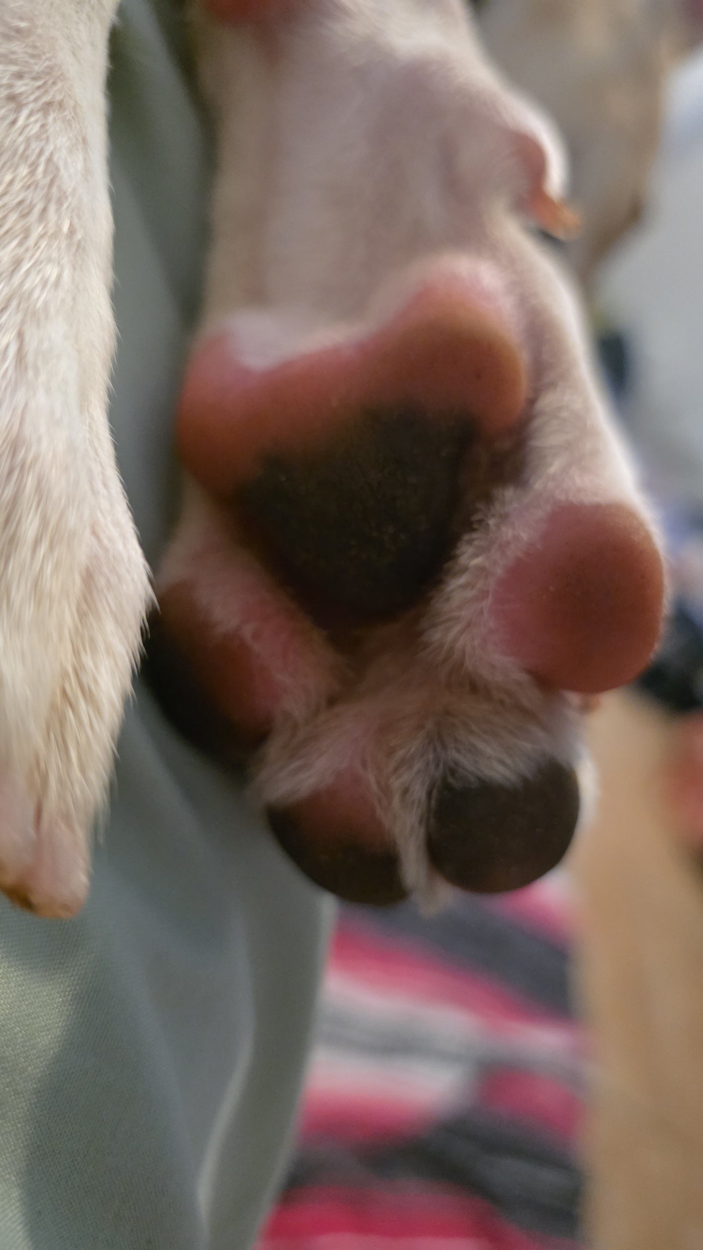 Chico