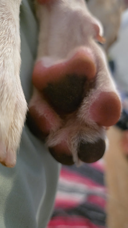 Chico