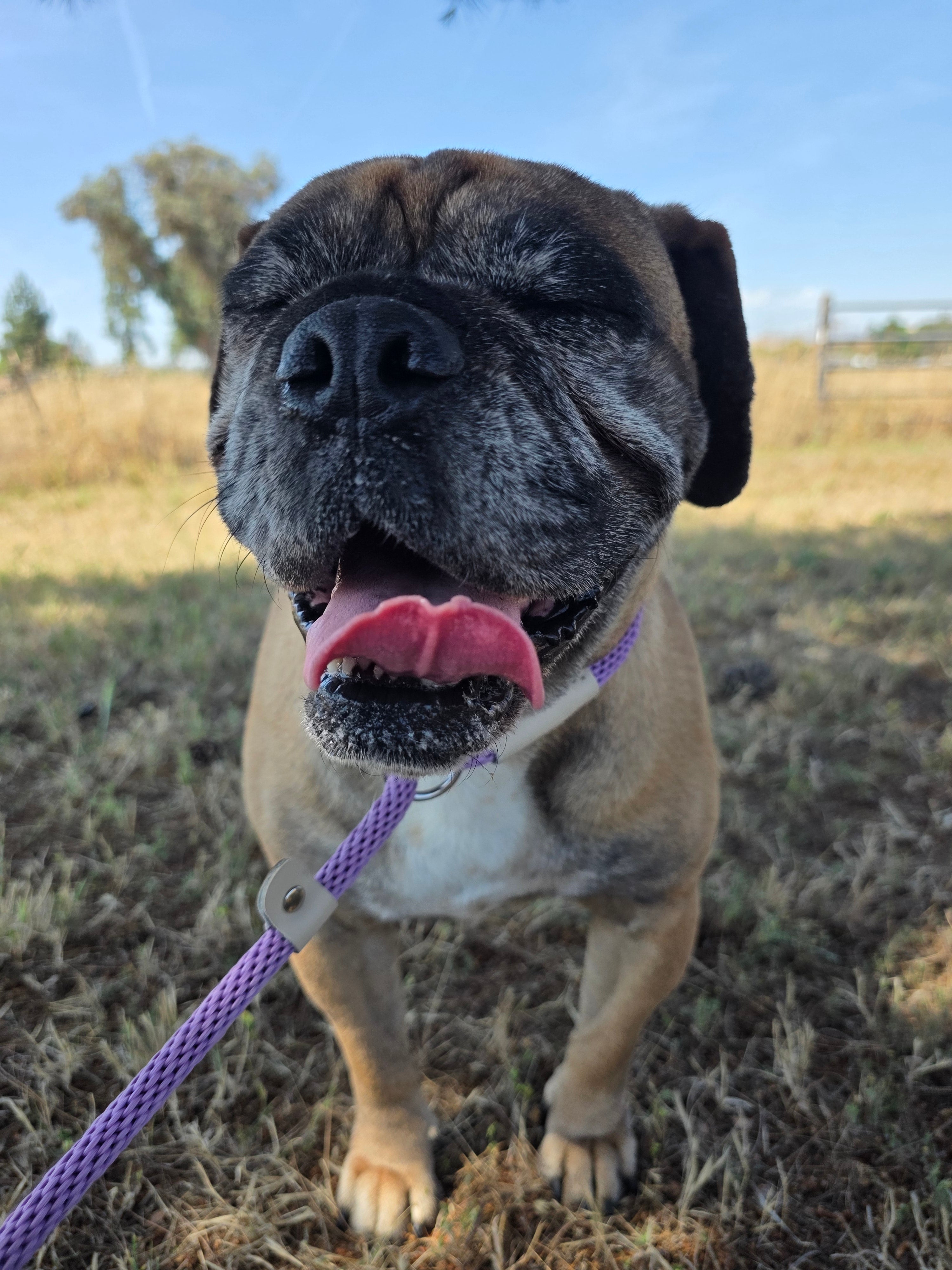 Dora