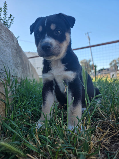 Athena