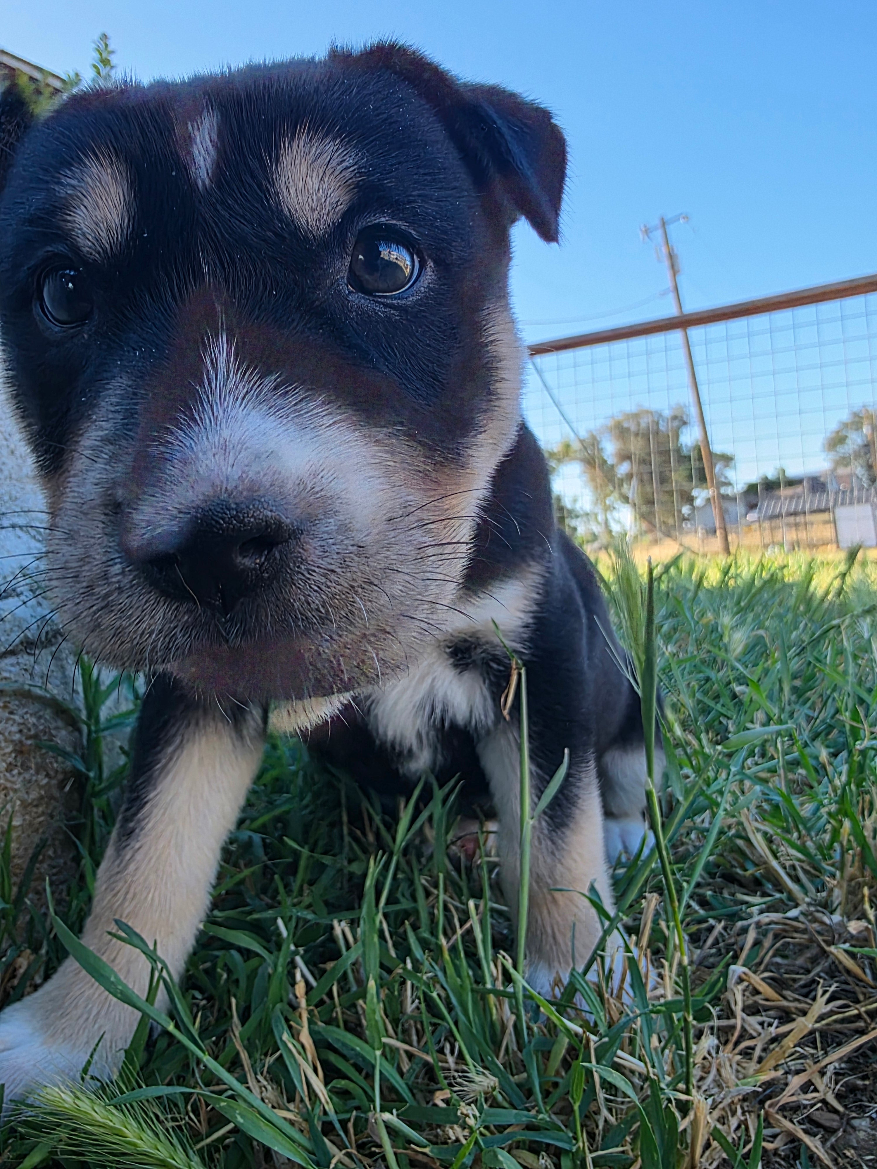 Athena