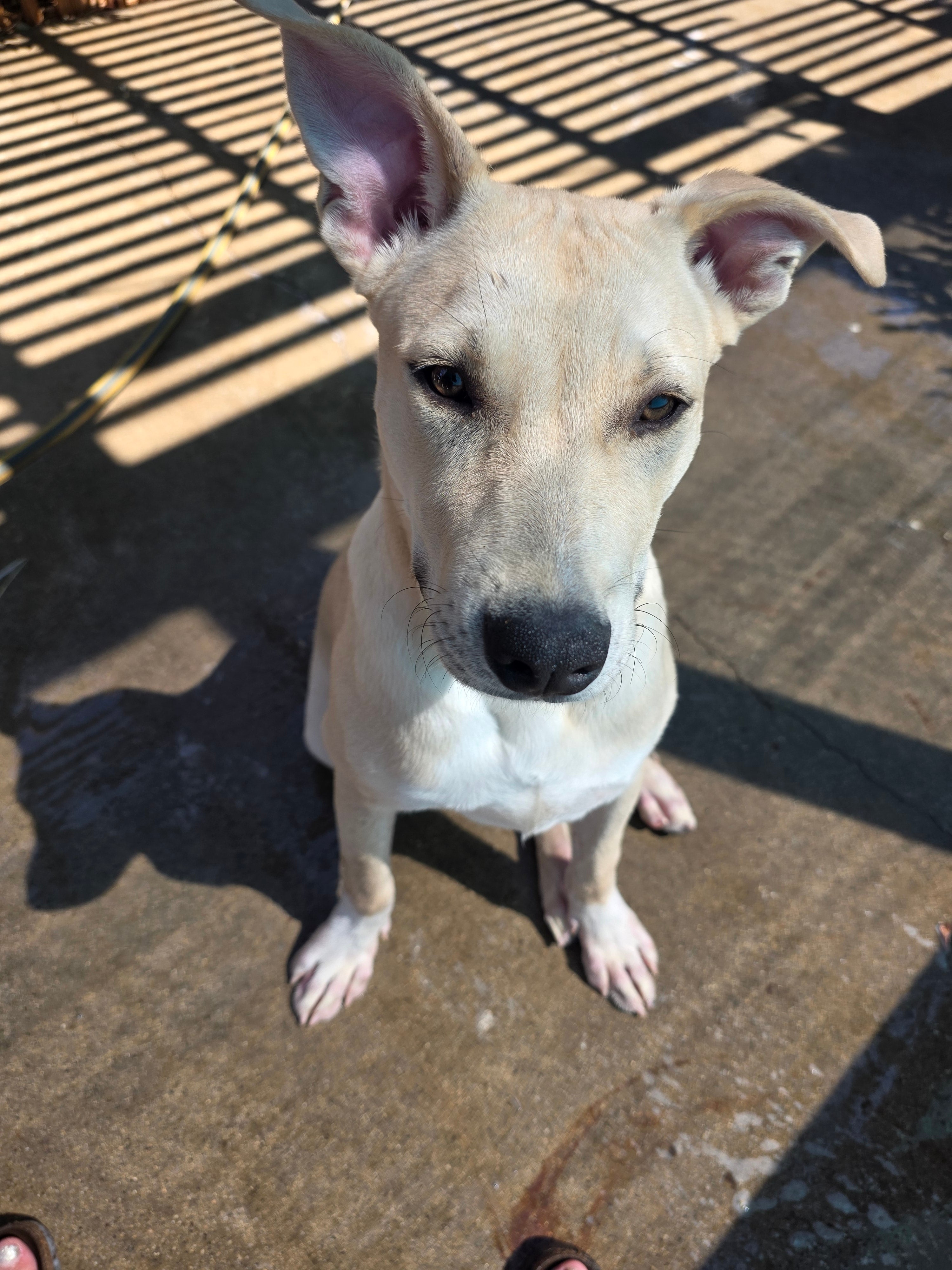 Chico