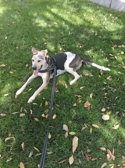 OREO