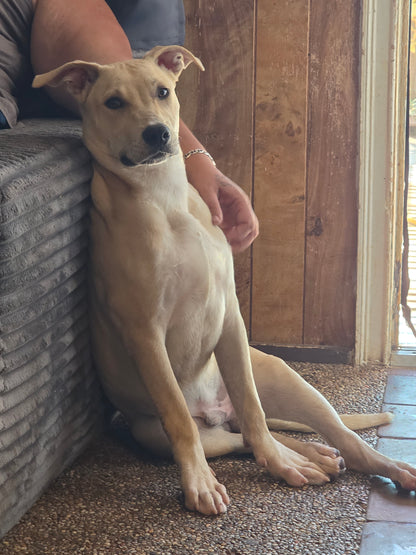 Chico