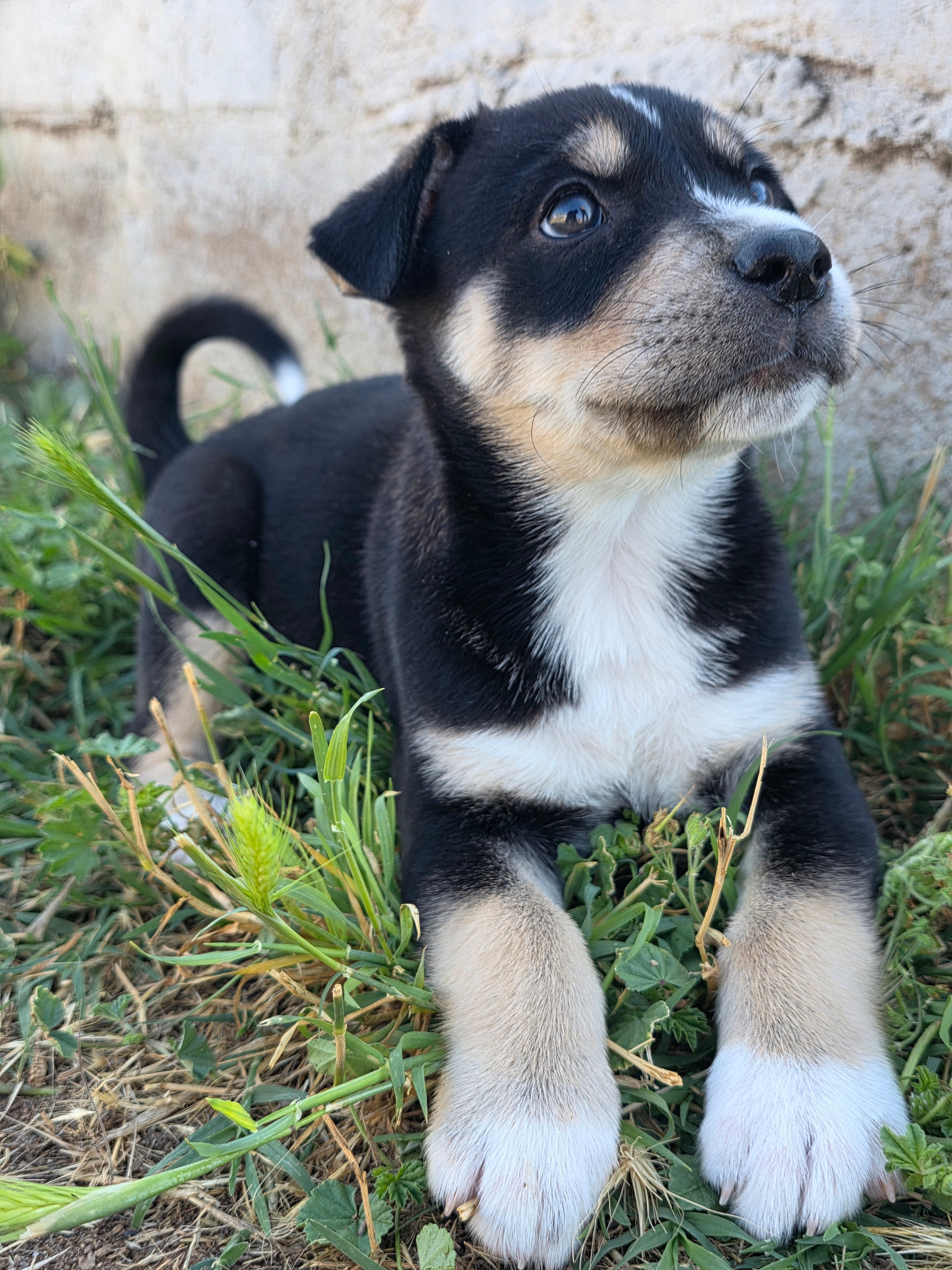 Athena