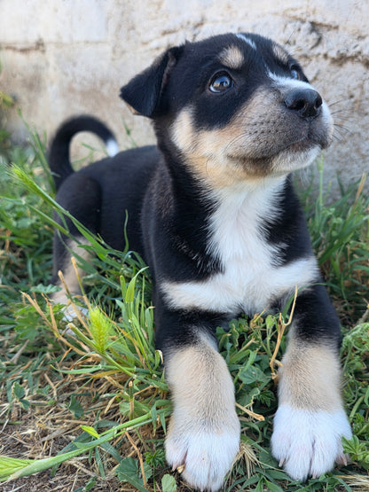 Athena