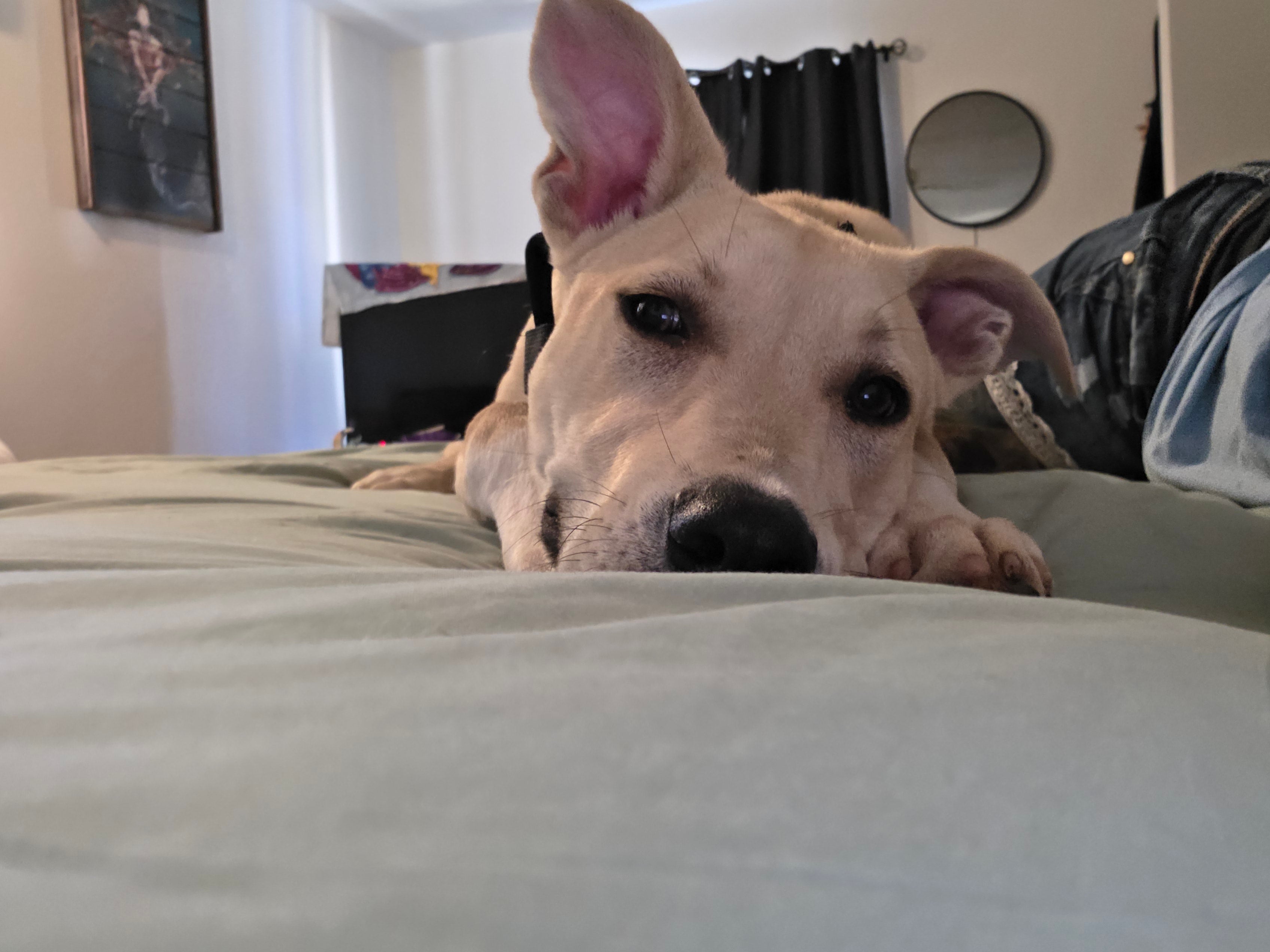 Chico
