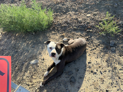 Mister Bandit