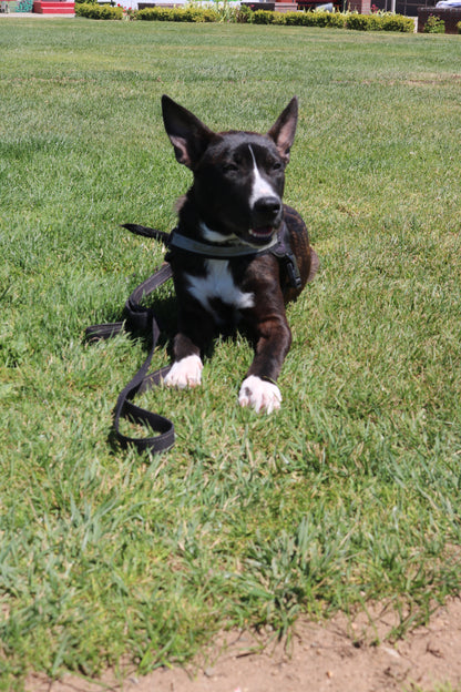 Frankie