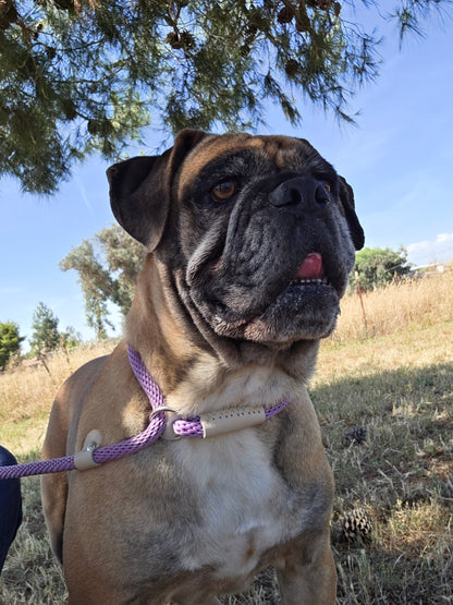 Dora
