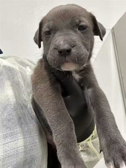Remi